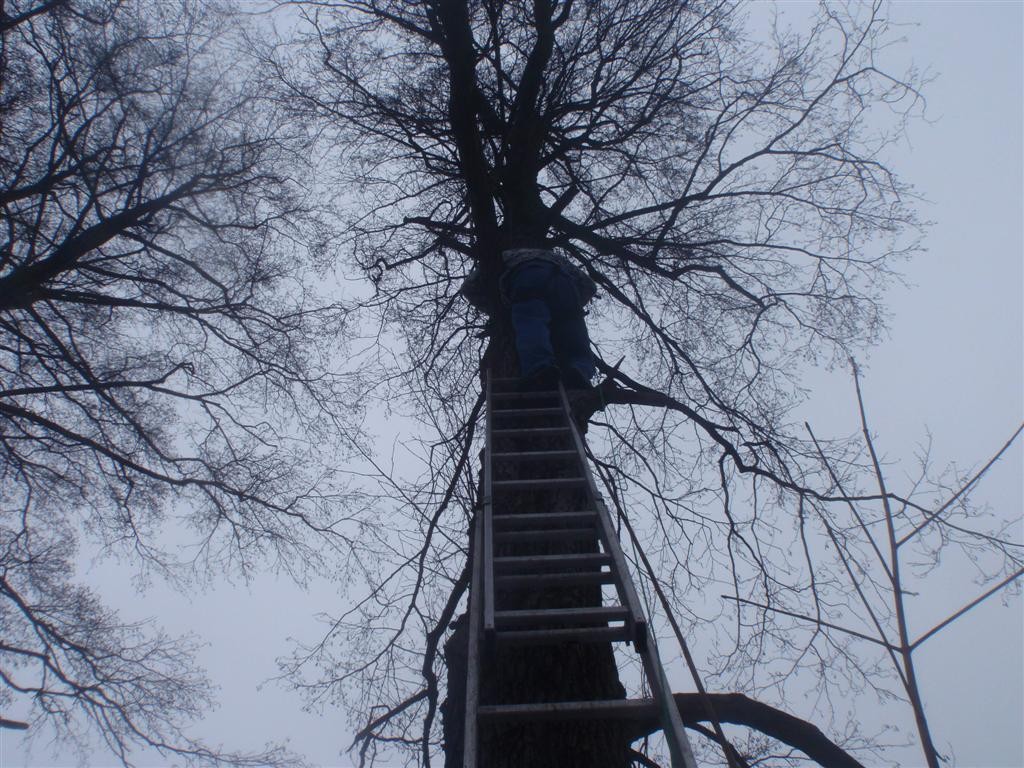 Porządkowanie terenu pod inwestycje ŚCINKA DRZEW rozbiórki budynków — zdjęcie 3