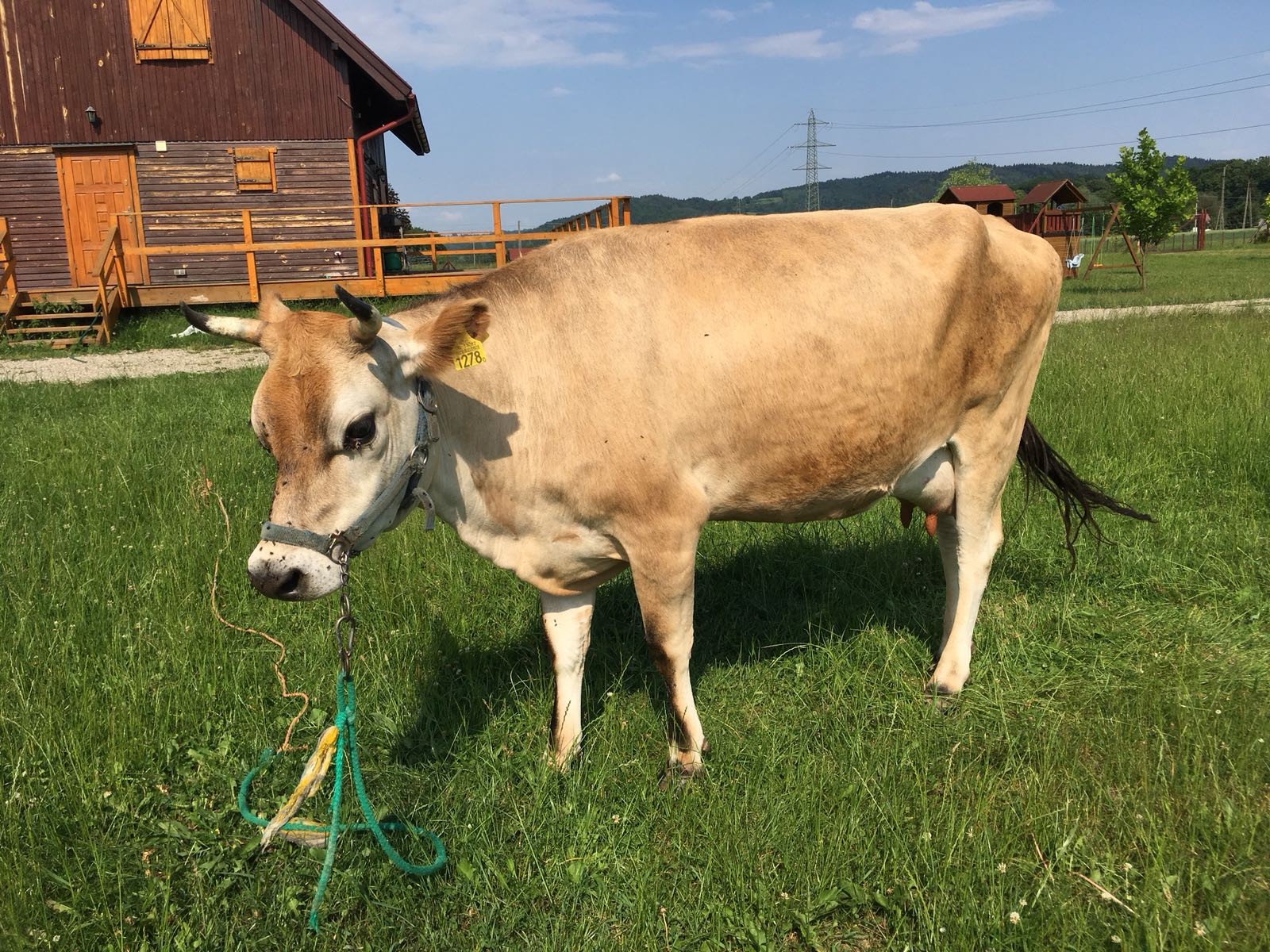 Jersey cielna 3 letnia — zdjęcie 2