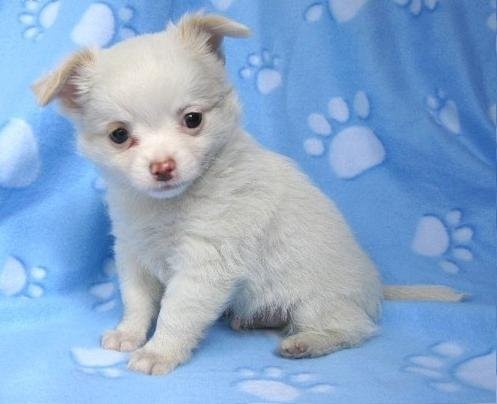 10 tygodni szczenięta chihuahua — zdjęcie 1