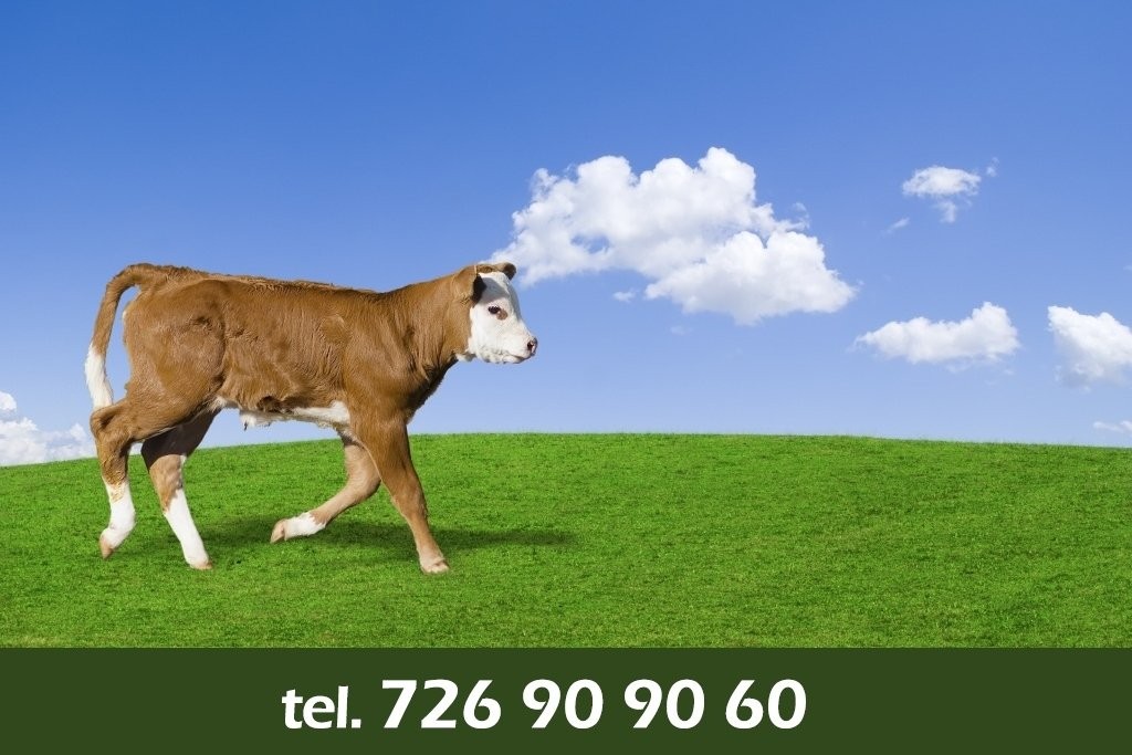 MIĘSNE BYKI BYDŁO BYCZKI CIELAKI CIELĘTA WLKP — zdjęcie 1