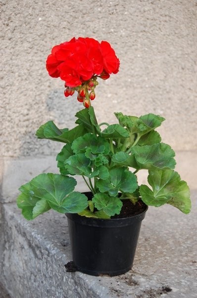 Pelargonie sprzedam hurtowo ? producent — zdjęcie 3