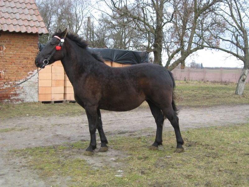Sprzedam klacz — zdjęcie 1