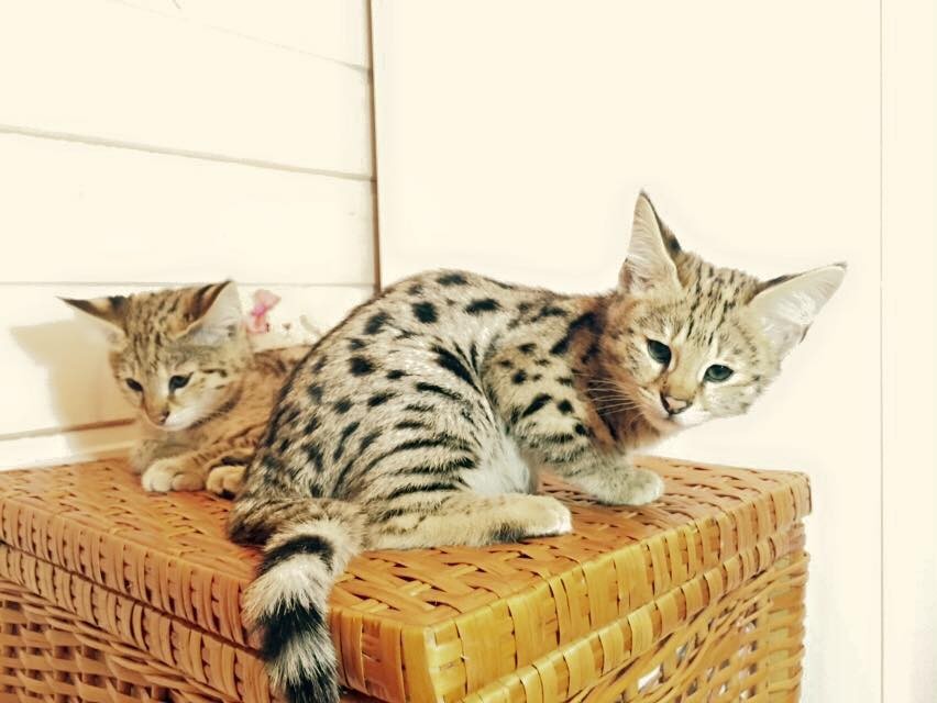 Dostępne są koty Serval i Savannah, Caracal i Ocelot. — zdjęcie 3