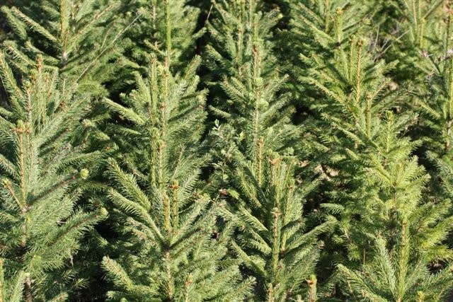Sadzonki na plantacje choinkowe — zdjęcie 2