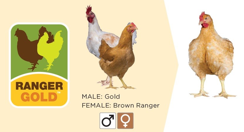 Jaja lęgowe brojlera "RANGER GOLD" do hodowli na zewnątrz