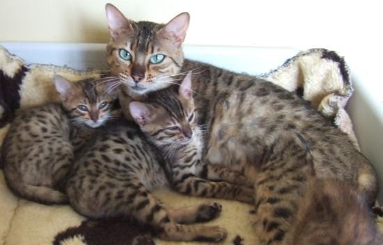 schöne17 Wochen Bengal Kitten für die Annahme — zdjęcie 1