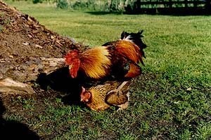JAJA ZIELONONÓŻKI KUROPATWIANEJ SPRZEDAM — zdjęcie 4