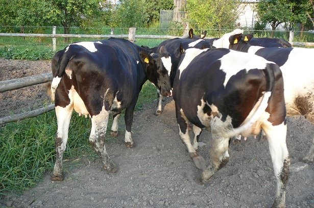 jałówki hodowlane HF cielne 6-8 m-cy — zdjęcie 4