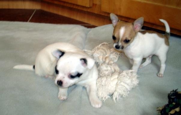 Feine Mini Chihuahua Welpen zu verkaufen