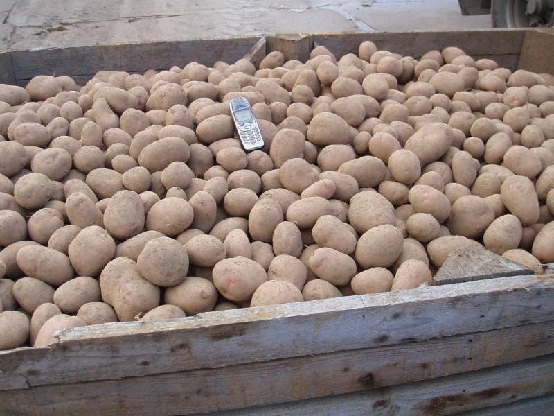 SPRZEDAM ZIEMNIAKI VARIETY ROOSTER!!! — zdjęcie 2