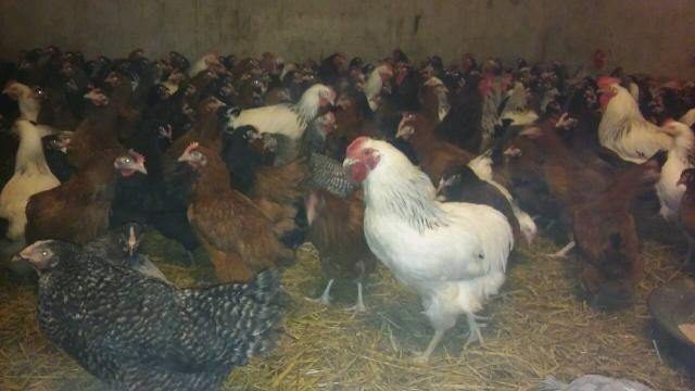 Sprzedam Kury w wieku 4 do 5 miesięcy Cała Polska — zdjęcie 2