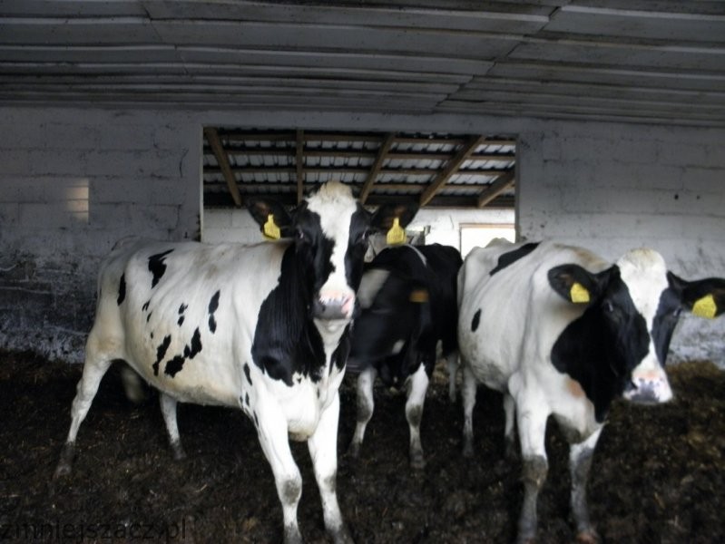 Jałowki Holsztynofryzyjkie i Simmental — zdjęcie 3