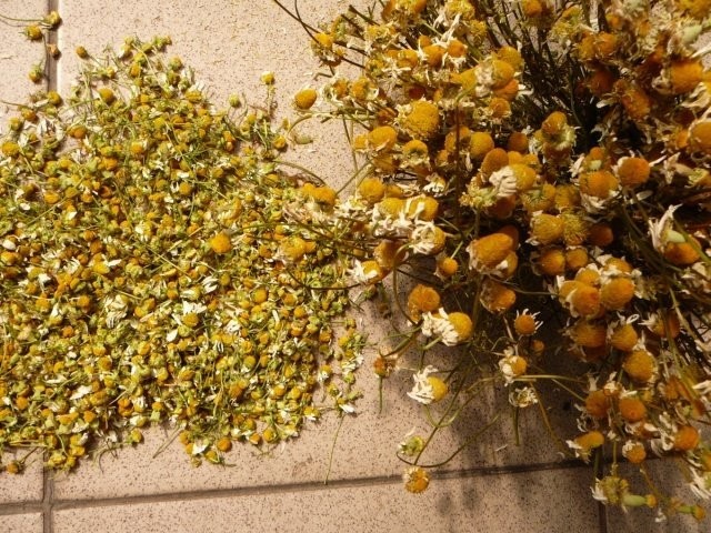 Nasiona rumianku