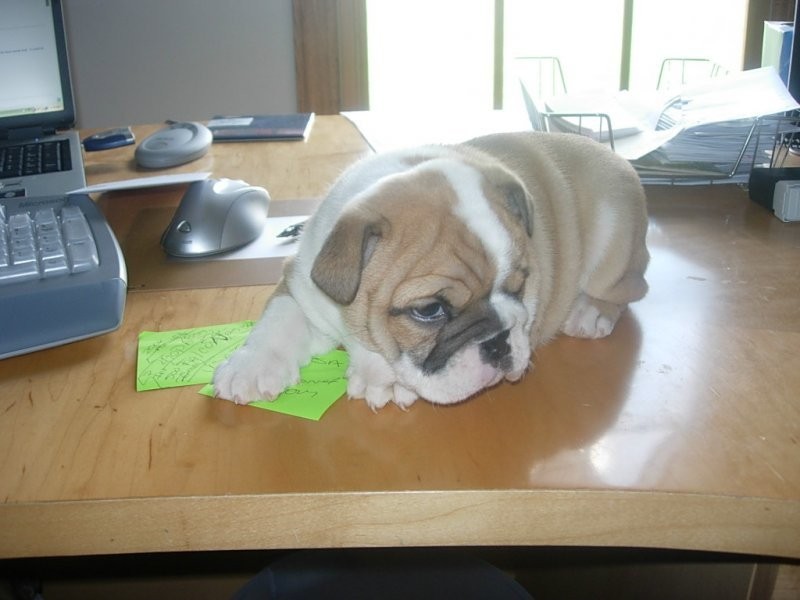 Zdrowy English bulldog puppy dostępne — zdjęcie 2