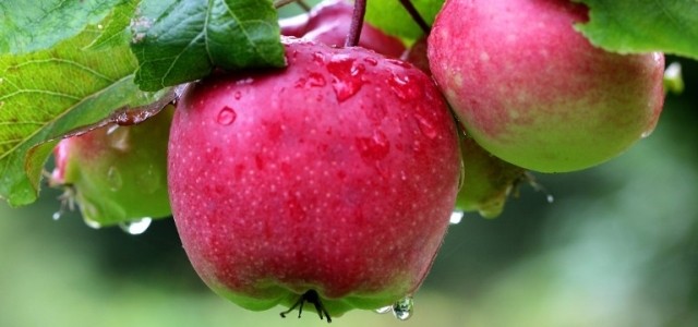 Jabłka Champion, Ligol, Eliza, Golden Delicious, Idared, Najdared