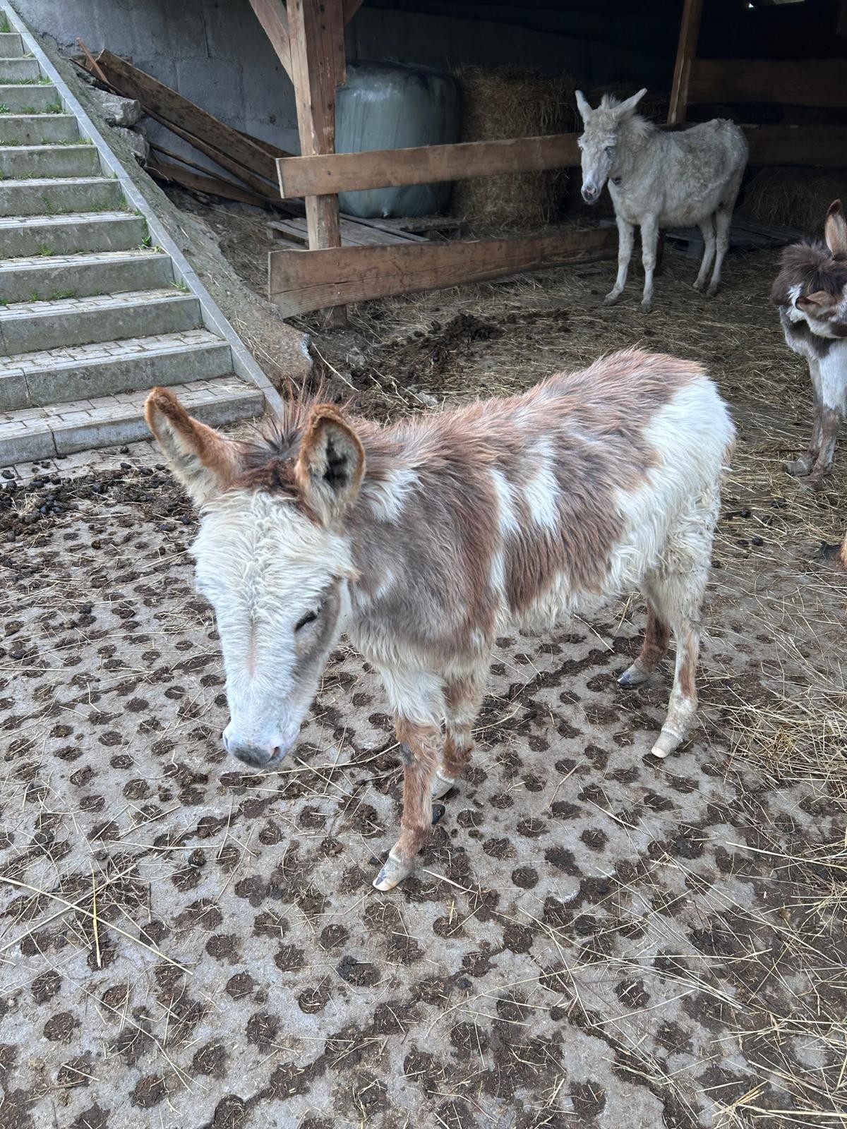 Młody osioł 1,5 roku — zdjęcie 2