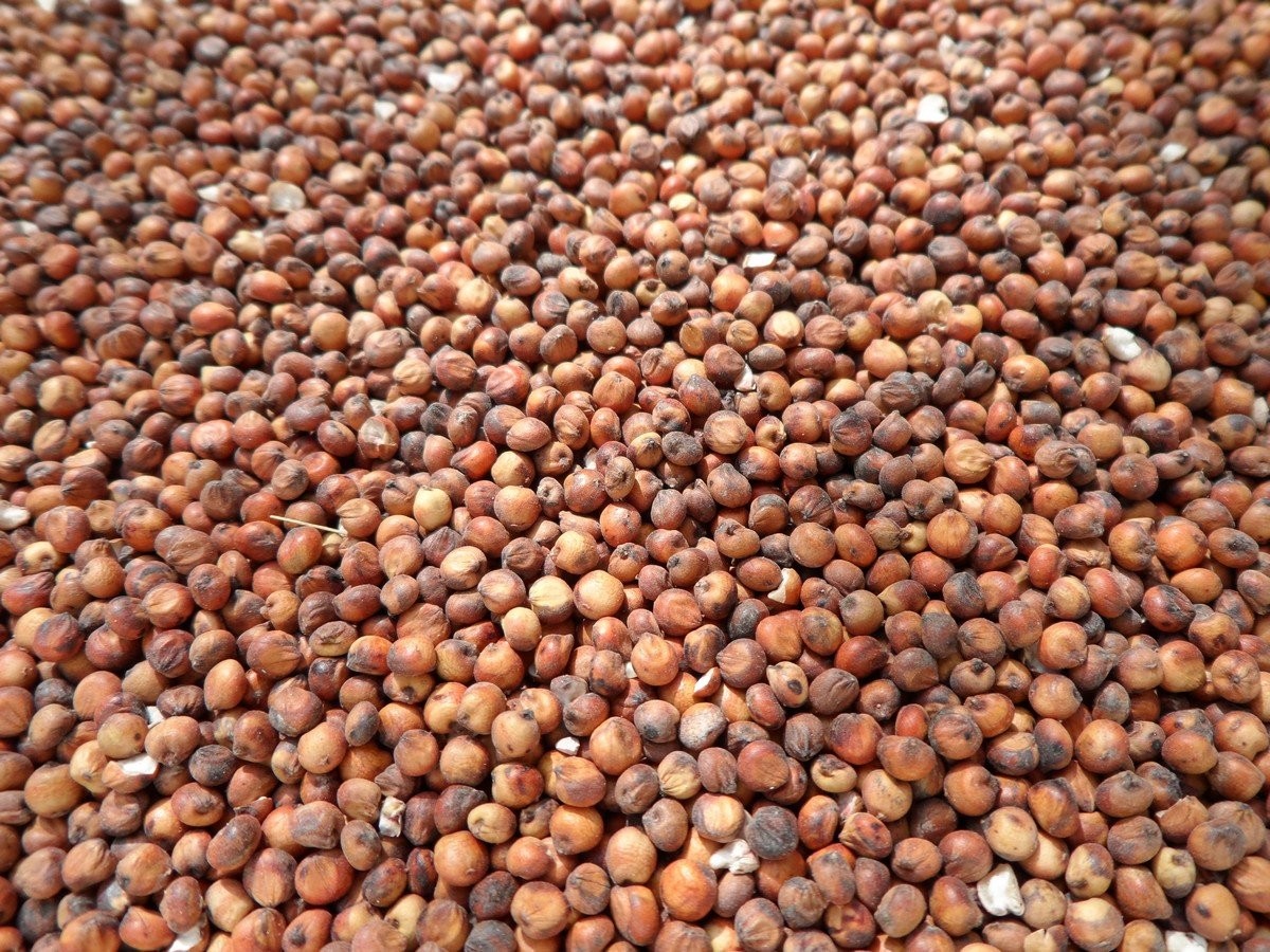 Sprzedam sorgo czerwone