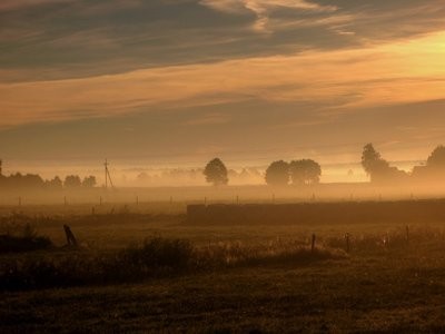 kupię pszenżyto