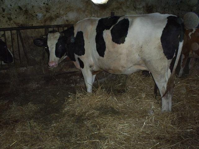 Jałówki hodowlanee — zdjęcie 1