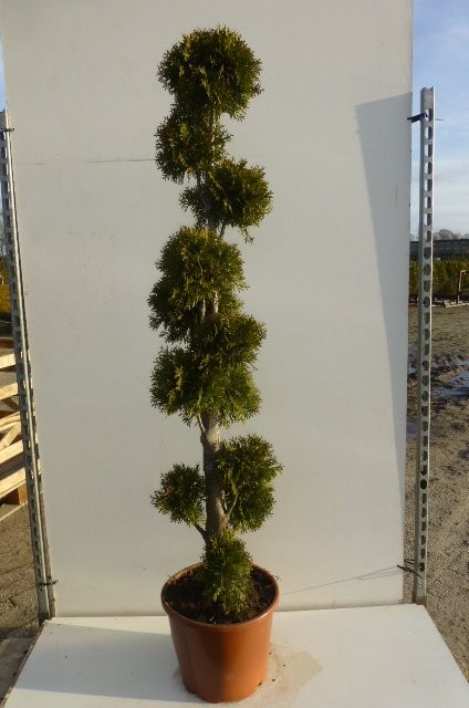 Thuja Smaragd Formowana — zdjęcie 2
