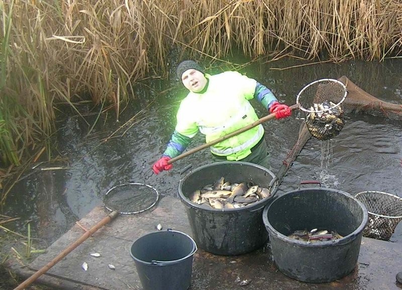 KARP KRÓLEWSKI — zdjęcie 2