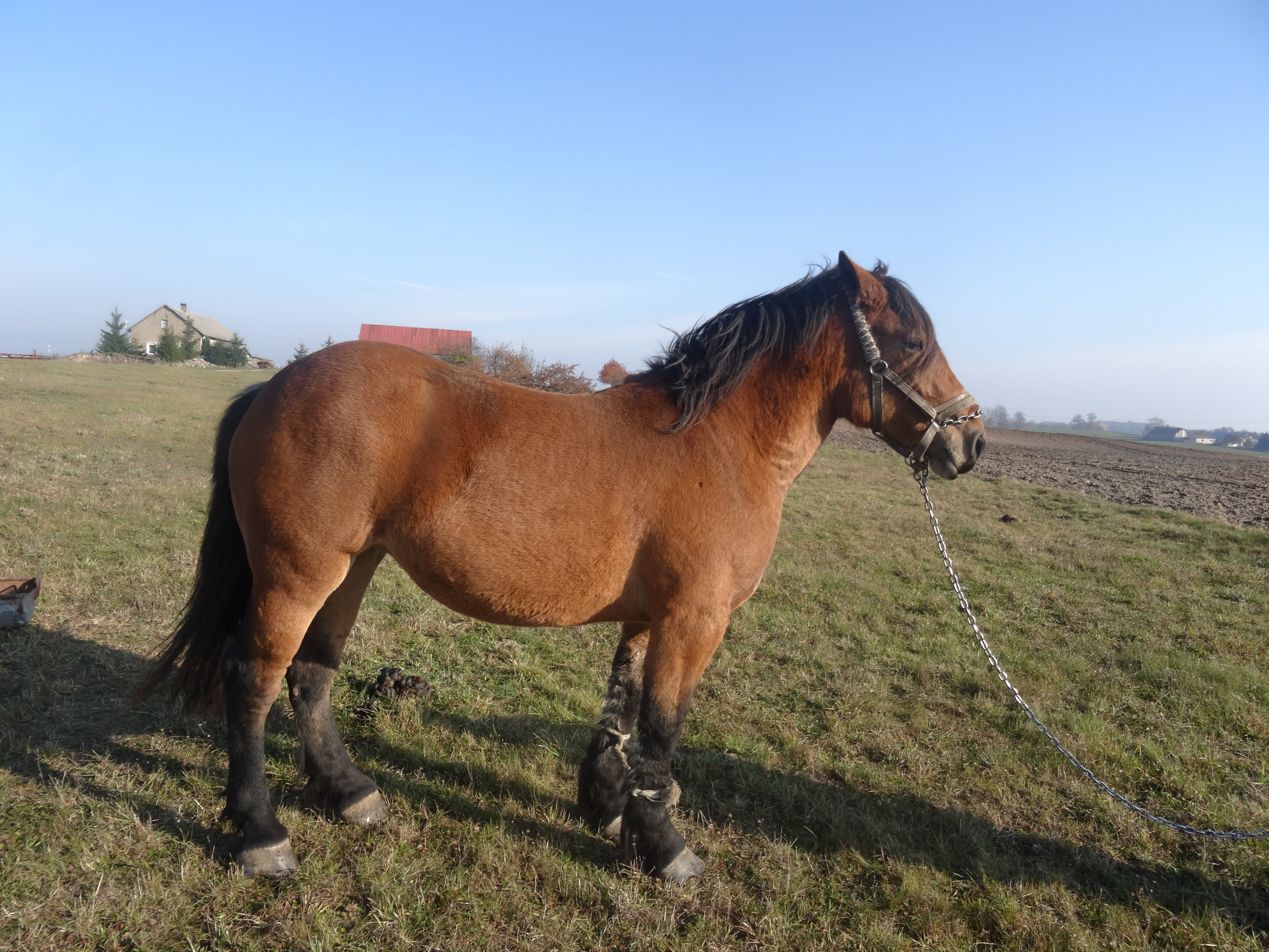 Sprzedam klacz gniada źrebna — zdjęcie 4