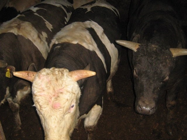 sprzedam byki — zdjęcie 3