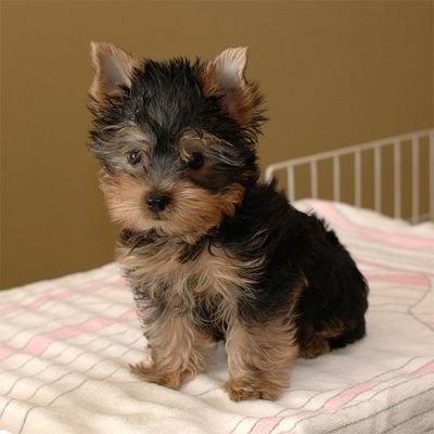 yorkie szczeniaki odejść