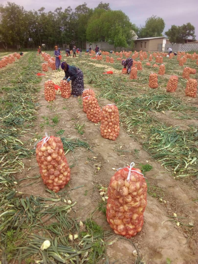CEBULA sprzedaz od 20 ton.  z nowych zbiorów — zdjęcie 6