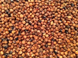 SORGO CZERWONE