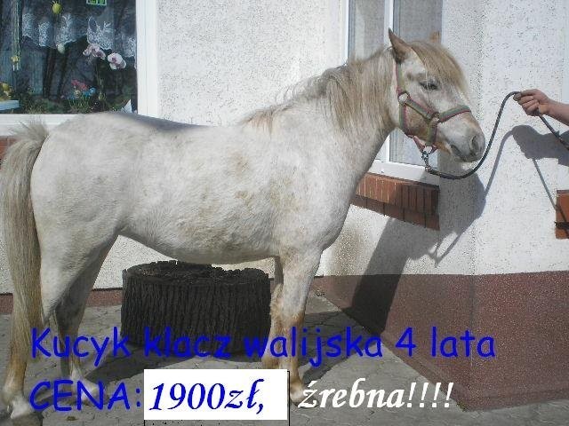 kucyki od 999zl — zdjęcie 5