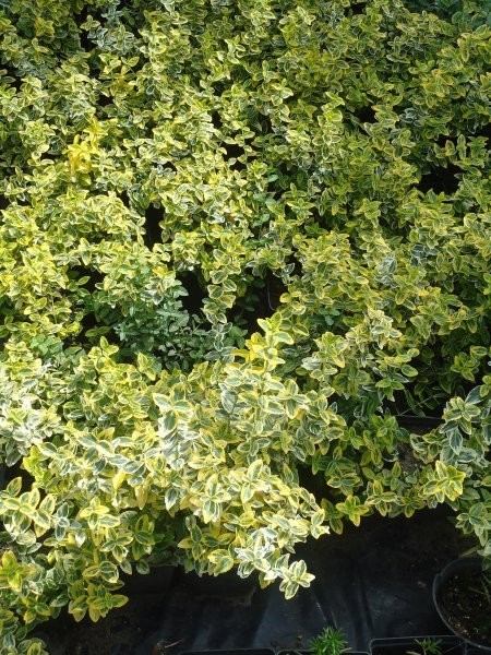 Szkólka krzewów ozdobnych — zdjęcie 5