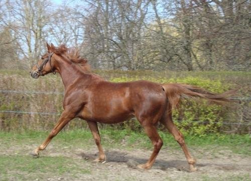 Klacz Ekspresja — zdjęcie 3