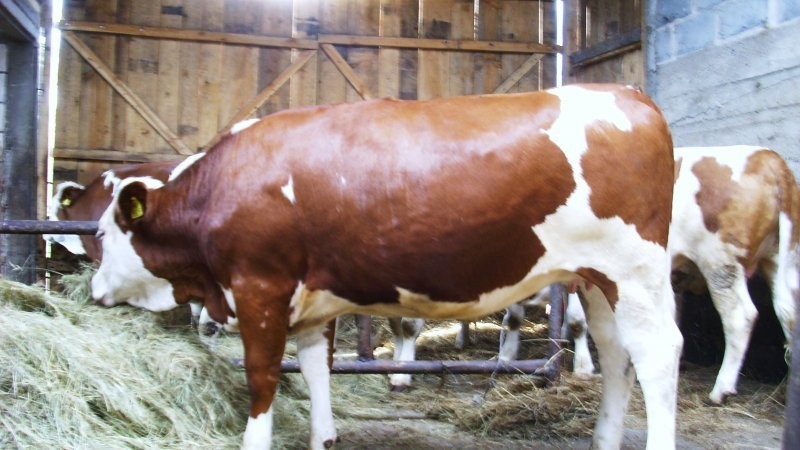 Jałówki, krowy Simmentaler, Montbeliarde — zdjęcie 1