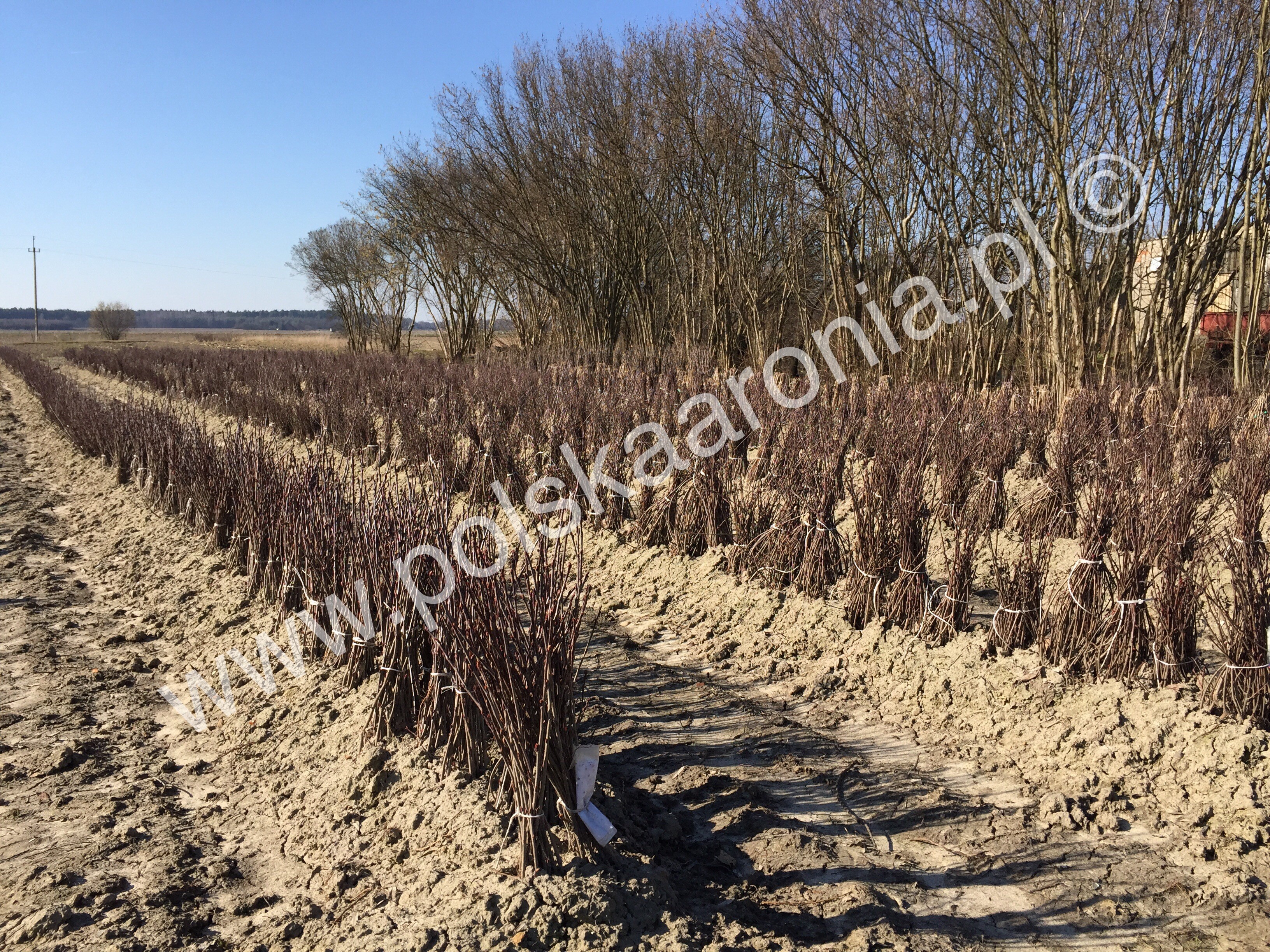 EKO SADZONKI KRZEWY ARONII, ARONIA EKOLOGICZNA 2-letnia! Wiosna 2015 — zdjęcie 1