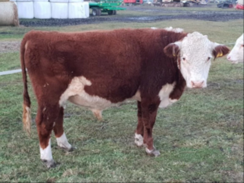 Bydło hodowlane HEREFORD — zdjęcie 4