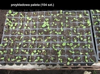 RABARBAR MALINOWY LIDER - SADZONKI — zdjęcie 3