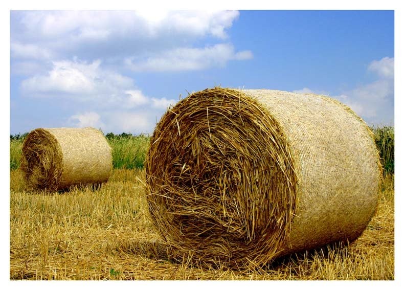 KUPIĘ słomę sprasowaną-Duze kostki = 300 do 500 kg