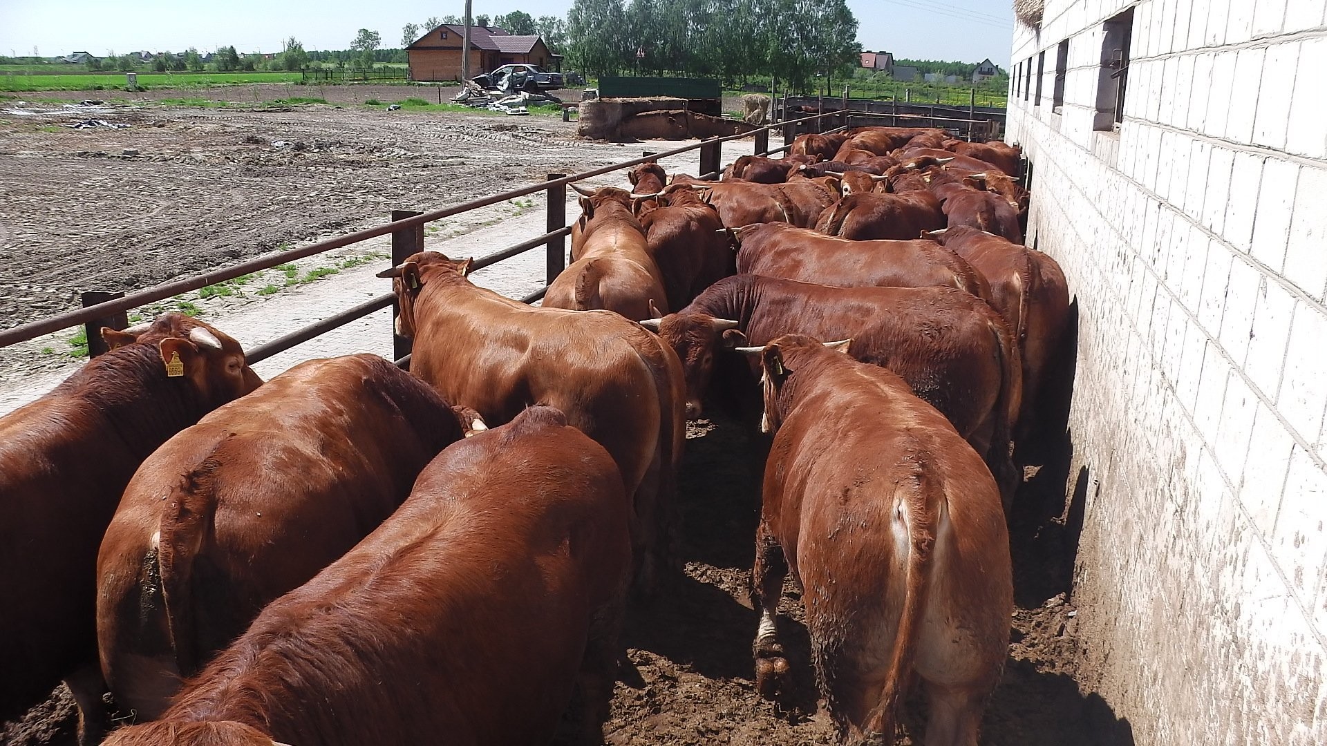 Byki Bydło Limousin 100% — zdjęcie 2