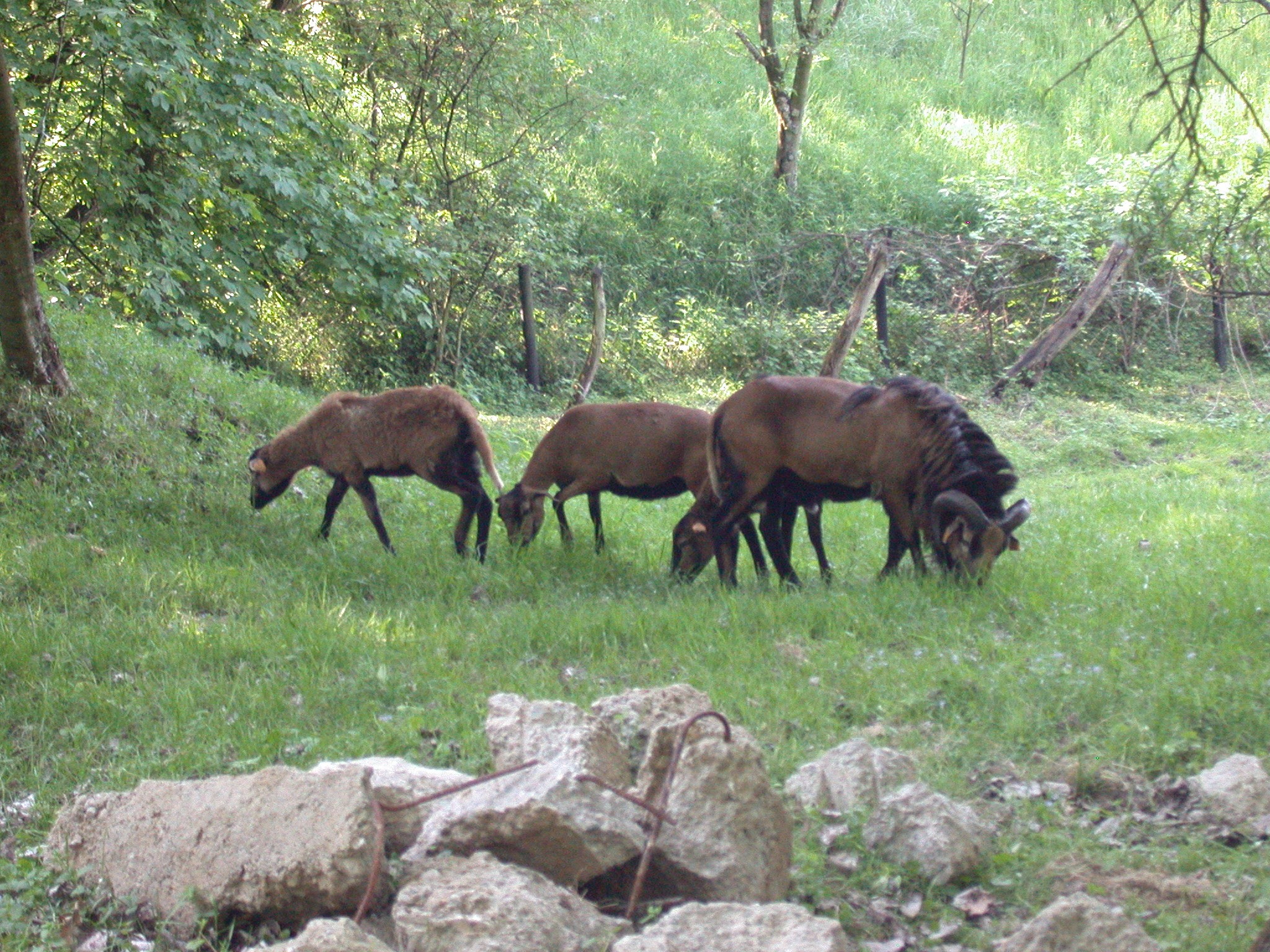 Owce Tryczki kameruńskie, Tryczka wrzosówka, Barbados. — zdjęcie 6