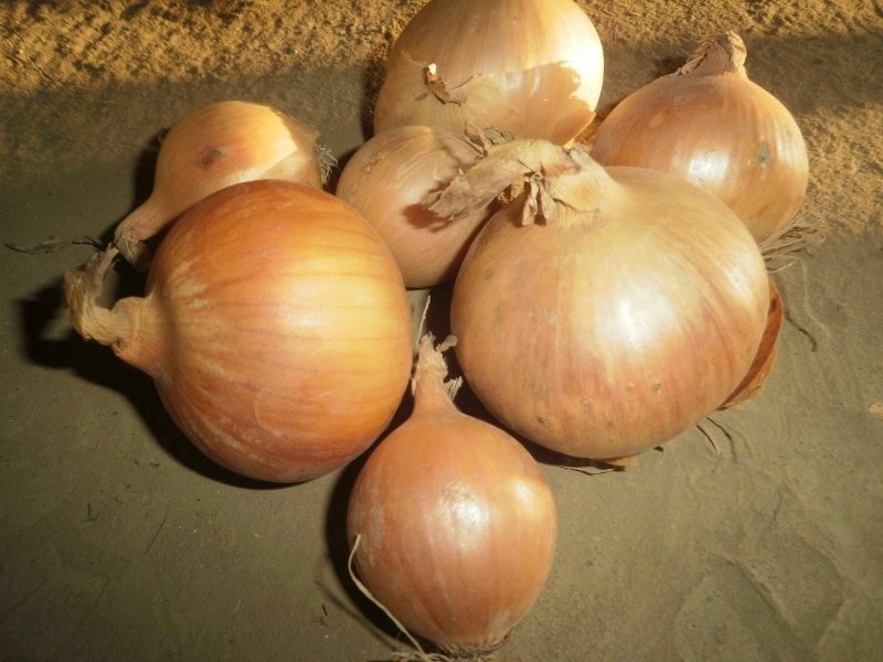 cebula