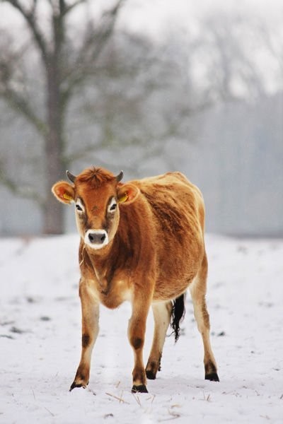 jałowki jersey