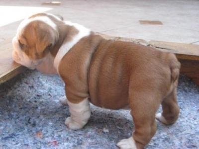 biały buldog angielski szczenięta do przyjęcia — zdjęcie 3