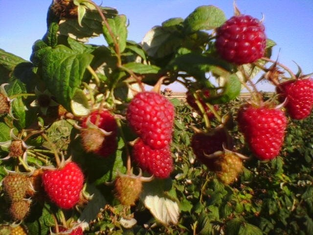 Owoce maliny Polka — zdjęcie 1
