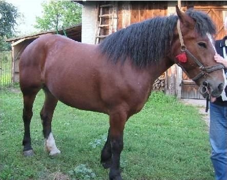 Sprzedam pięcioletnią klacz źrebną rasy zimnokrwistej. — zdjęcie 4