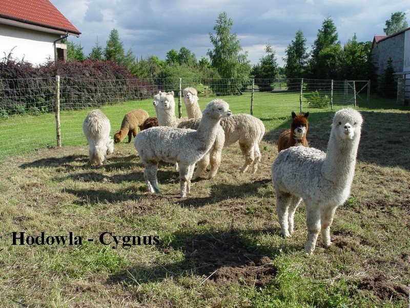 Alpaki, alpaka - Hodowla cygnus — zdjęcie 2