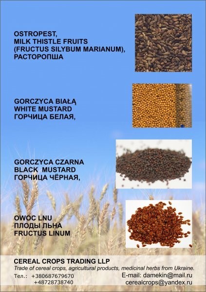 Tani Ostropest Plamisty — zdjęcie 2