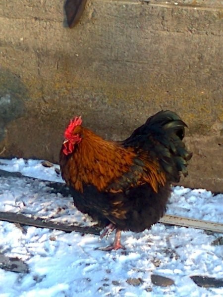 Sprzedam koguty orpingtony, cochiny i minory — zdjęcie 3