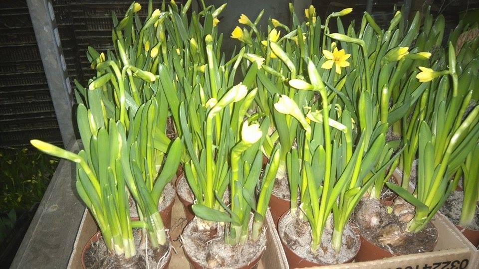 Producent sprzeda tulipany narcyze hiacynty - ceny hurtowe — zdjęcie 3
