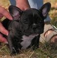 Piękny Buldog francuski Szczenięta